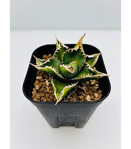 アガベ チタノタ 大白鯊 Amazon｜アガベ チタノタ 大白鯊/Agave titanota 'Great White Shark