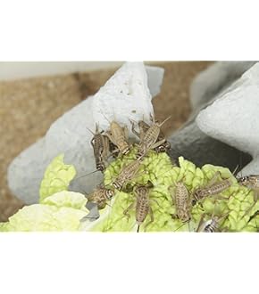 紫外線ライト1台　未使用　 マイクロサン53　2台　中古 楽天市場】マイクロサン53wの通販