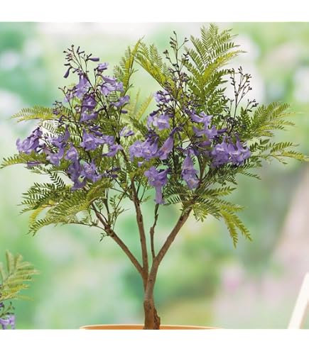 Amazon.co.jp: 庭木・観葉植物・世界三大花木:ジャカランダ Amazon.co.jp: 庭木・観葉植物・世界三大花木:ジャカランダ
