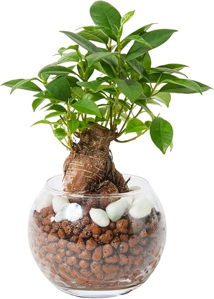 bloomee(ブルーミー) ガジュマル 3号 ハイドロカルチャー 観葉植物 本物 ミニ 小型 小さい (虫がわかない 土を使わない) 卓上 石 透明 ガラス 白 小粒 (初心者向け) インテリア おしゃれ かわいい 水耕栽培 母の日 - 1