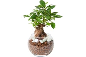 bloomee(ブルーミー) ガジュマル 3号 ハイドロカルチャー 観葉植物 本…