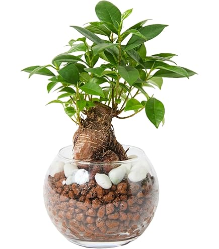 Amazon.co.jp: アデニウム ドワーフ v2 ハック 塊根植物 コーデックス