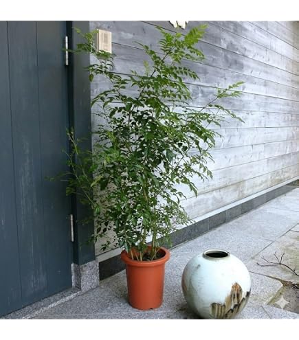 Amazon.co.jp: シマトネリコ 230センチくらい 植木 直接取引 : DIY 