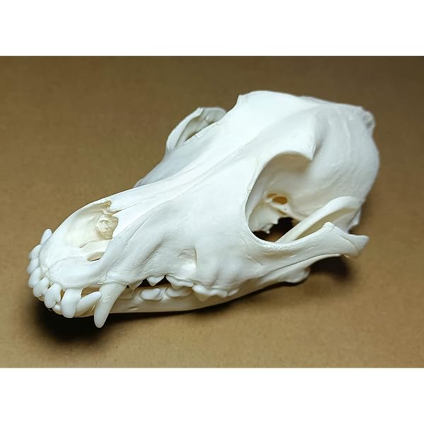 犬 猫 ミンク 頭蓋骨 骨格標本 スカル 美術参考 比べて楽しい骨格標本