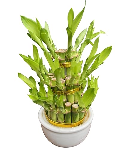 バンブー竹 61lPFclzlbL._UF350,350_QL50_.jpg