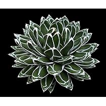 Amazon｜【種子】Agave Victoriae-Reginae Compact Form◇アガベ