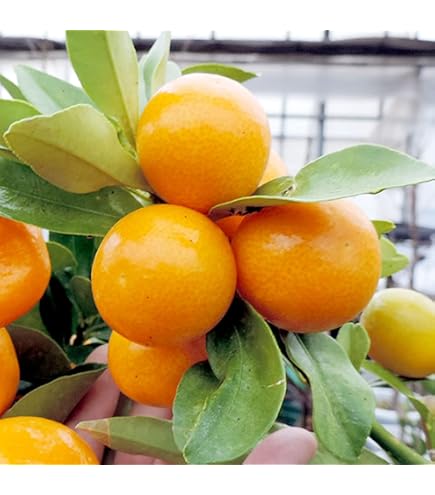 Amazon.co.jp: 柑橘類の苗木 大実金柑（キンカン）の苗木 13.5cmポット