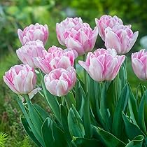 Amazon | チューリップ ピンク フォックストロット 八重咲き 球根 7球