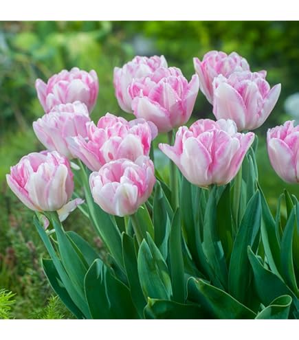 Amazon | チューリップ 八重咲き ピンク フォックストロット 球根 10球