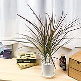 Amazon ドラセナ コンシンネ マルギナータ 10号 Vivace 観葉植物 Amazon ドラセナ コンシンネ マルギナータ 10号 Vivace 観葉植物