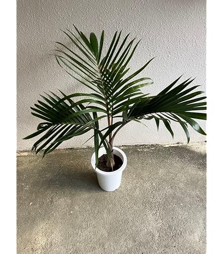 Amazon.co.jp: 観葉植物・希少：トックリヤシ(徳利椰子)*6号 : DIY
