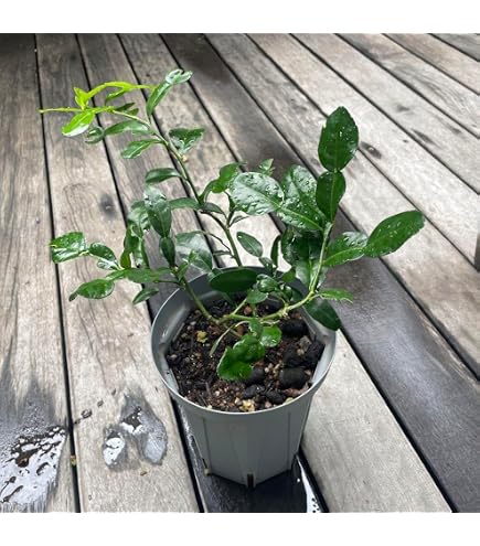 コブミカンの接ぎ木苗 Amazon.co.jp: コブミカンの接ぎ木苗1年 : DIY・工具・ガーデン