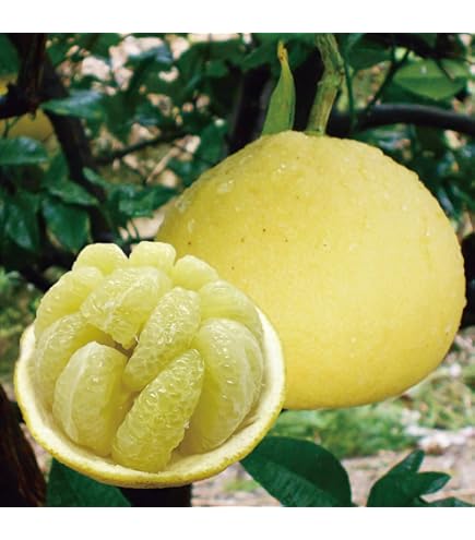 Amazon.co.jp: 【大玉サイズ】【ご家庭用】高知特産 土佐文旦 3L～4L