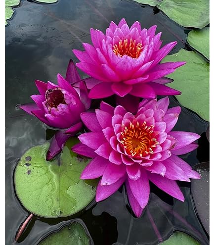 スイレン　スワンナ　球根　睡蓮苗　熱帯スイレン　ビオトープ　鉢花　開花サイズ 2025年最新】スワンナ 睡蓮の人気アイテム - メルカリ