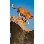 猫 XFVGA(480×854)壁紙 2022岩合光昭 世界の猫 猫 XFVGA(480×854)壁紙 2022岩合光昭 世界の猫