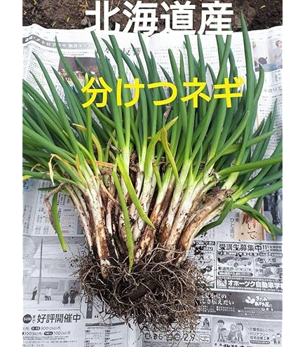 Amazon.co.jp: ねぎ苗20本 坊主知らずねぎ 分けつネギ どんどん増える