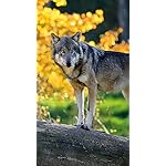 オオカミ QHD(540×960)壁紙 Wolves 2018 (Mini) オオカミ QHD(540×960)壁紙 Wolves 2018 (Mini)