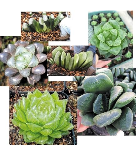 Amazon｜多肉植物：ハオルチア オブツーサ*｜観葉植物 オンライン通販