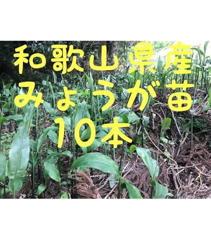 ゆっけ773苗みょうが苗 1000本無農薬山栽培 ゆっけ773様専用苗みょうが苗 1000本無農薬山栽培