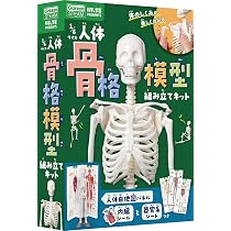 1/6サイズ人体骨格模型組み立てキット (科学と学習PRESENTS) | 坂井