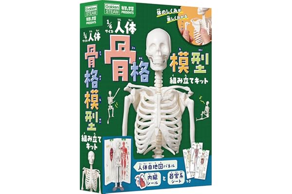1/6サイズ人体骨格模型組み立てキット (科学と学習PRESENTS)