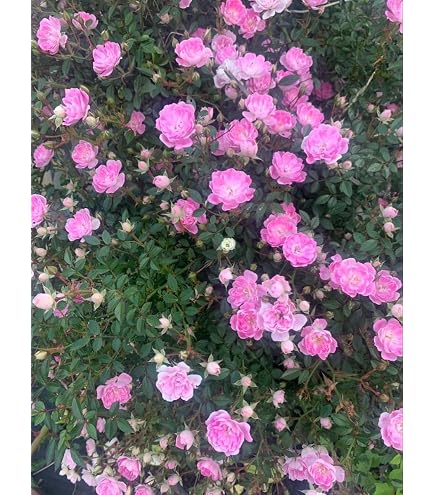 Amazon｜つるばら苗 つるミミエデン ツルバラ苗｜観葉植物 オンライン通販