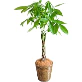 [ miipas ] パキラ 7号鉢 編み込み ねじり 本物 大型観葉植物【 初心者でも 室内 や オフィス で 育て やすい 7号サイズ 観葉植物 】