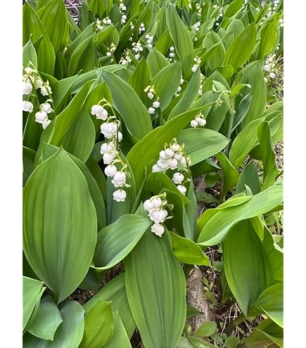 Amazon | スズラン 3本セット | 植木