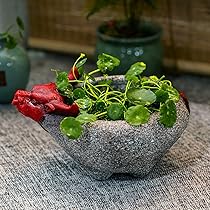 鉢・プランター BOTANICAL x BOTANICAL Amazon.co.jp: プランター セラミック おしゃれ 5個 6個 セット