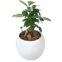 71Pl484-K2L._AC_UL210_SR210,