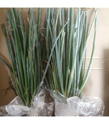 大和当帰の苗100株 お知らせ】大和当帰の苗の販売 お待たせしました！大和当帰の苗の販売