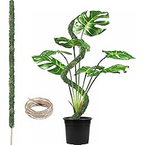 モンステラ・ポトス k 71PqltbHAJL._AC_UL210_SR210,