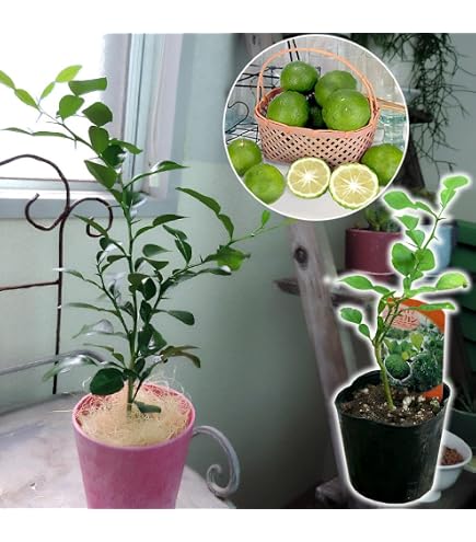 Amazon.co.jp: コブミカンの接ぎ木苗1年 : DIY・工具・ガーデン