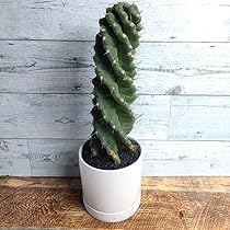 71PstR9bADL._AC_UL210_SR210,