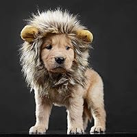 lion mane small dog