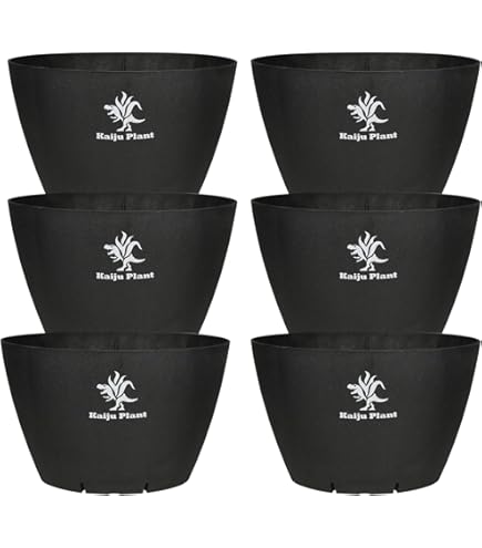 Amazon.co.jp: 多肉植物アガベ 氷山 極上小株 発根済 : DIY