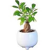 花のギフト社 ガジュマル ガジュマルの木 観葉植物 ミニ 本物 鉢植え がじゅまる ガジュマル鉢植え