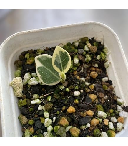 Amazon.co.jp: パンダ ガジュマル 斑入りPanda Gajyumaru Variegated