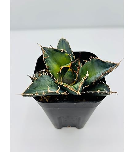 Amazon.co.jp: アガベ・オテロイ(チタノタ・グリーン） 3号ロング