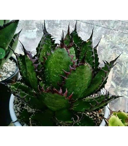 Amazon｜アガベ エボリスピナ 陽炎 赤鋸歯 子株｜観葉植物 オンライン通販
