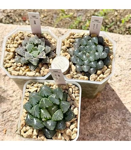 Amazon.co.jp: ハオルチア 多肉植物 ドドソン紫オブツーサ錦 糊斑