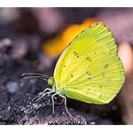 チョウ(蝶) QHD(1080×960) Schmetterlinge 2023 チョウ(蝶) QHD(1080×960) Schmetterlinge 2023