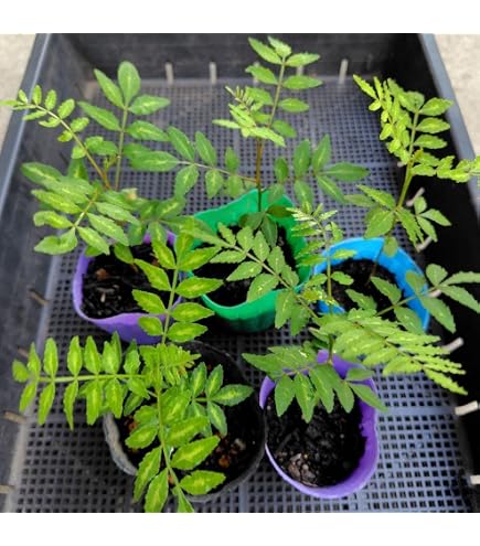 Amazon.co.jp: 《無農薬》山椒の苗 5本セット 抜き苗 山椒苗木 山椒の