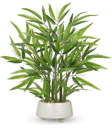 Amazon｜PLANCHU 観葉植物 ネフロレピス ハッピーゴールデン 8号吊り鉢