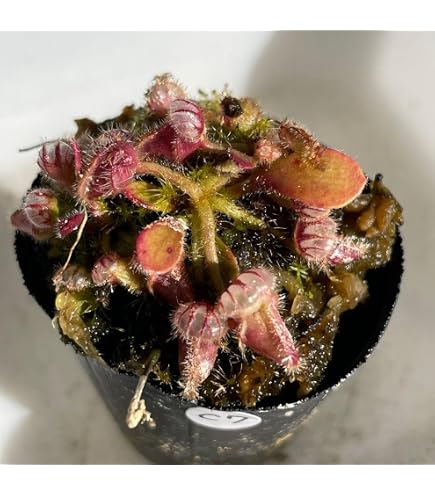 Amazon.co.jp: C1 Cephalotus follicularisセファロタス食虫植物 鉢