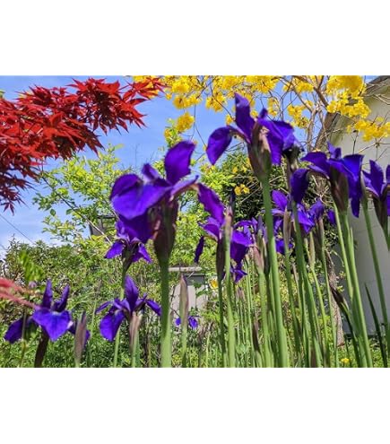 Amazon｜（山野草）ニオイショウブ（香り菖蒲）（1ポット分）｜観葉