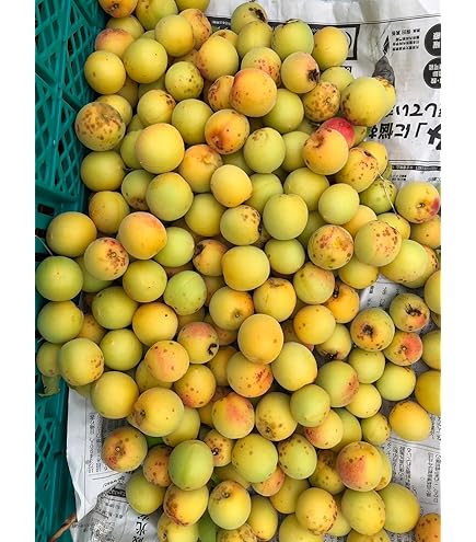 Amazon.co.jp: 和歌山県産 南高梅(完熟梅）約5kg 大粒の3Lサイズ以上