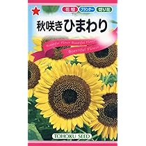 Amazon | 株式会社トーホク 秋咲きひまわり 00739 黄色 | 花