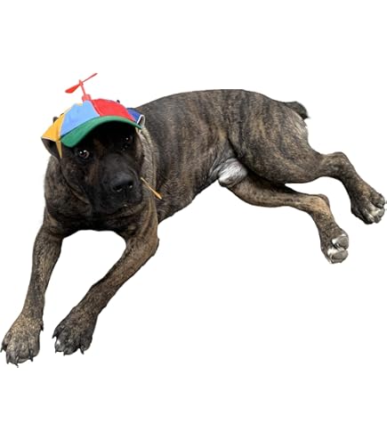 Hond Propeller Hoed - Pet Helikopter Cap, Hond Cartoon Hoed | Hond Zonnehoed Met Oor Gaten, Pet Spinnings Cap, Regenboog Helikopter Top Hoed, Regenboog Helikopter Top Hoed Voor Kleine Honden Puppy
