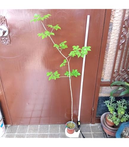 Amazon.co.jp: 山採り アオダモ 自然樹形 株立ち 3本立ち : DIY・工具